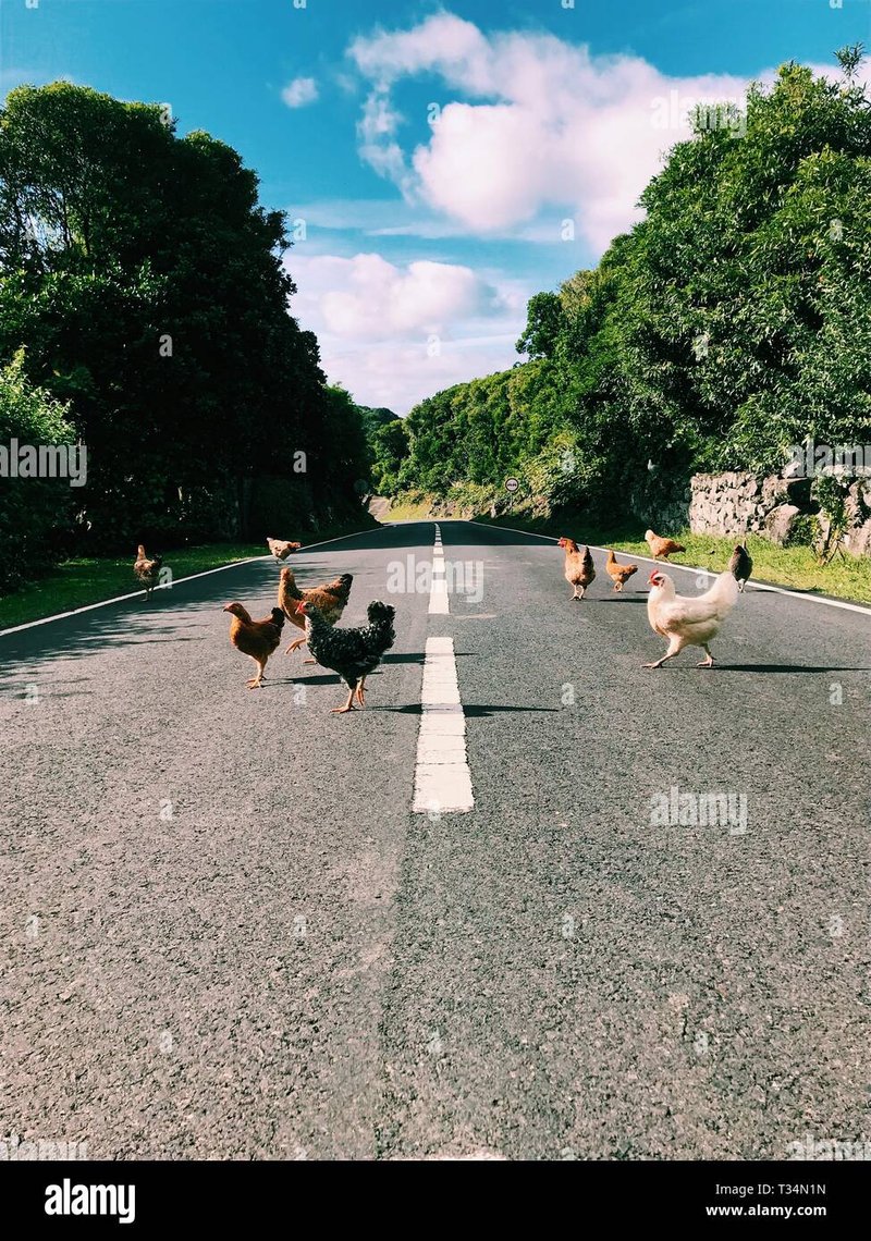 Image: Descubre el emocionante mundo de Chicken Road en España y juega online