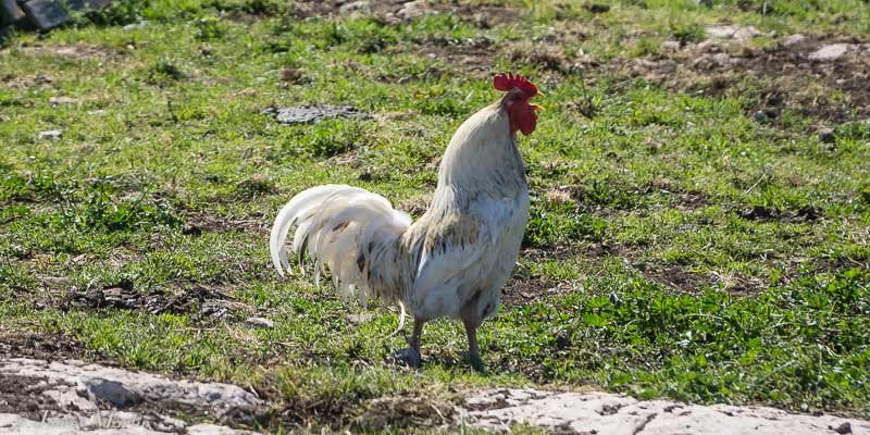 Immagine: La Verità Sui Secoli di Storia di Chicken Road in Italia